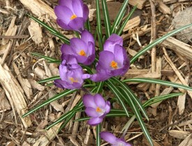 Štěpka na okrasném záhoně (Zdroj: Shutterstock)