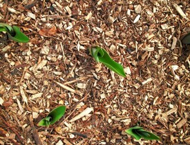 Okrasná mulč ze štěpky (Zdroj: Shutterstock)
