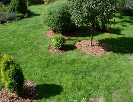 Mulčování štěpkou okolo stromů (Zdroj: Shutterstock)
